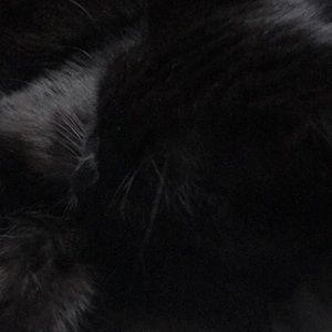 Meet your Posher, Koo